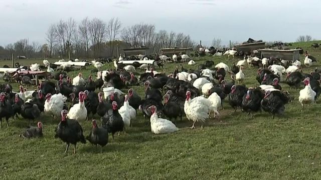 Over 9,000 turkeys tested positive for 'bird flu' will not affect Thanksgiving, state says