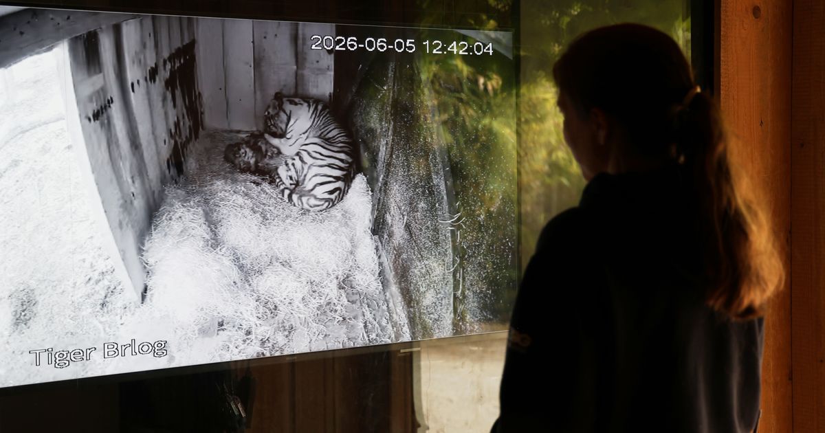 Excitement and joy at Ljubljana Zoo after birth of 3 Siberian tiger cubs