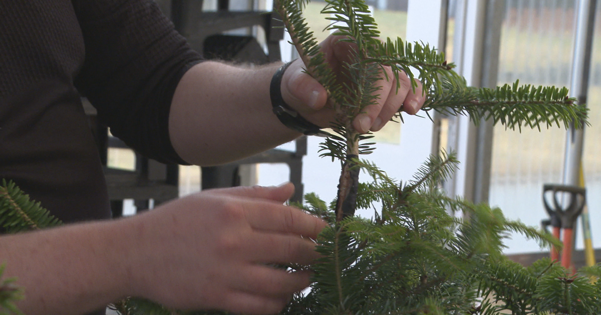 Frankenstein trees: How scientists are building better Christmas trees ...