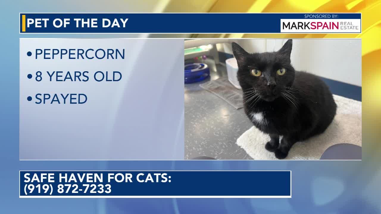 Meet Peppercorn: pet of the day