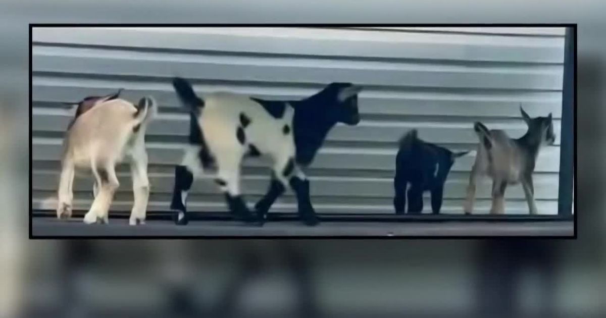 What health experts are saying after rabid goats discovered in NC