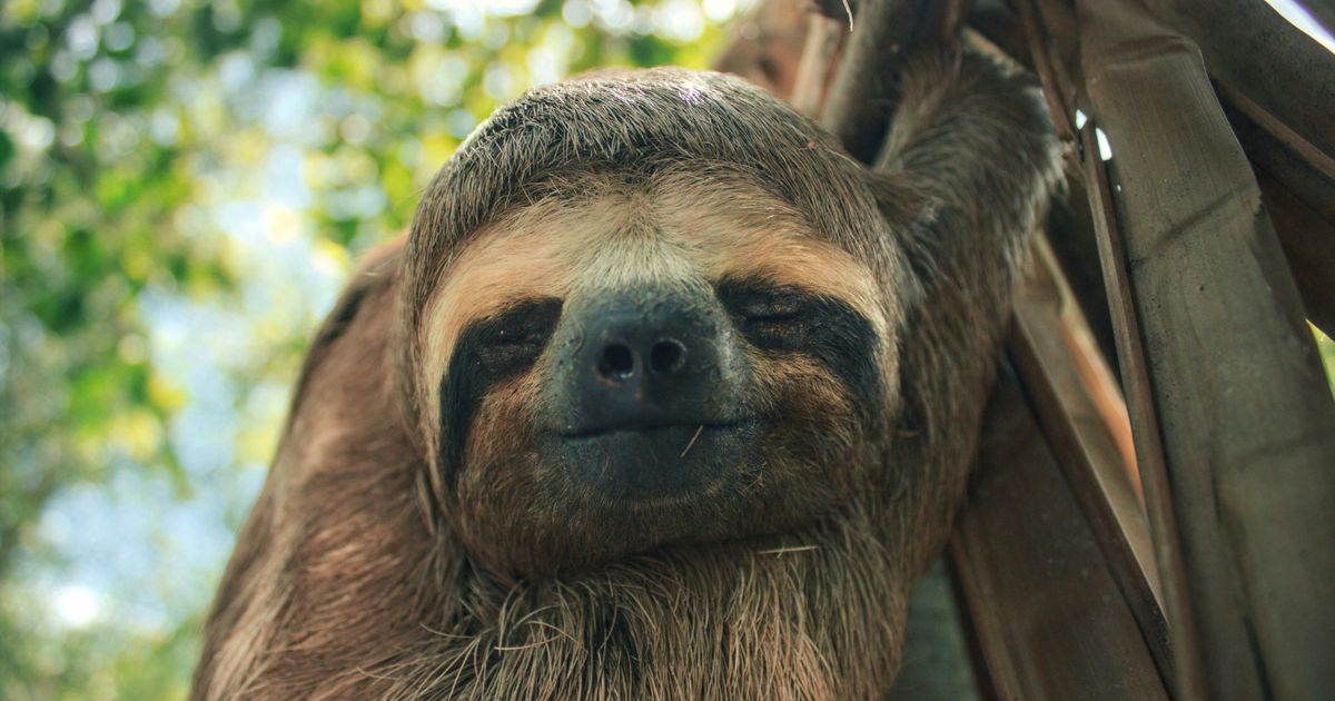Report: Child bit by sloth at NC family-run zoo