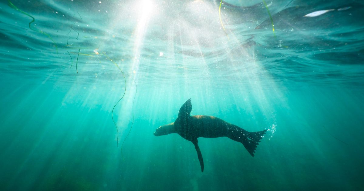 Federal officials investigate after a video appears to show a person kicking a California sea lion