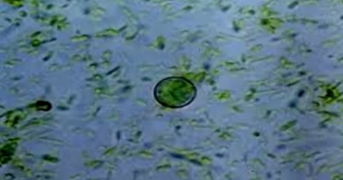 Some school districts make changes to cafeteria menus amid rise in cyclosporiasis cases