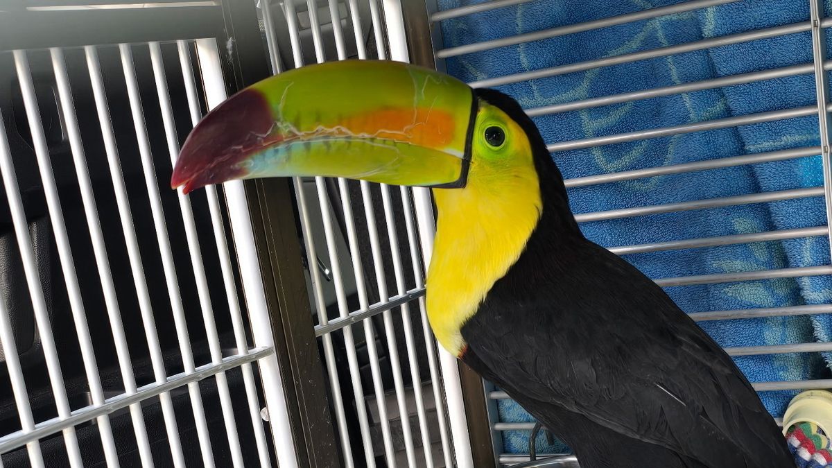 This photo provided by Skye Marsh shows a toucan named Sam perched in a cage Wednesday, Feb. 25, 2026, in Las Vegas. (Skye Marsh via AP)