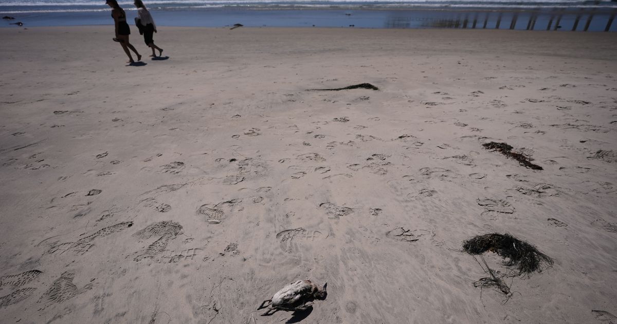 A marine heat wave caused seabird deaths off California. El Nino could worsen the die-off