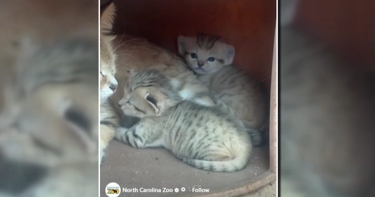 New sand cats born to parents Sahara and Cosmo at NC Zoo