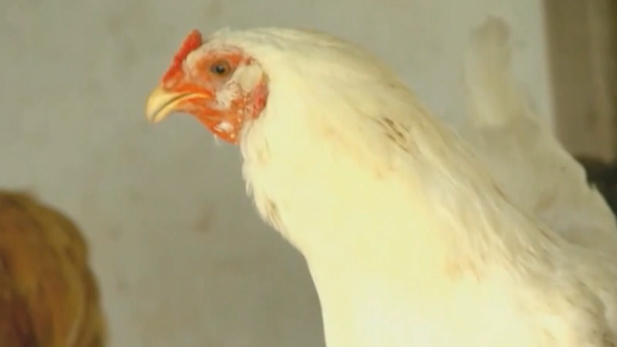 Backyard Flock in Franklin County Tests Positive for Bird Flu