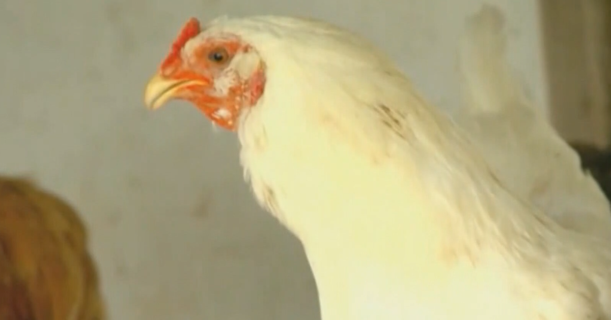 Backyard flock in Franklin County tests positive for bird flu