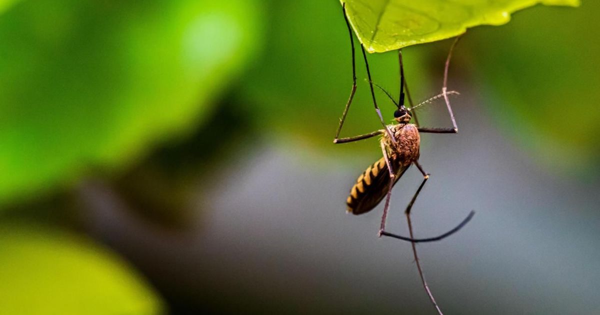 Mosquitoes are evolving to survive common backyard sprays