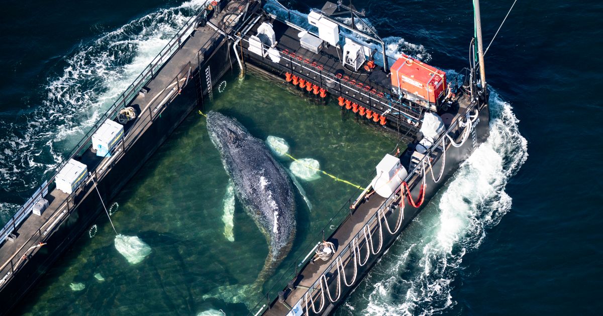 Humpback whale 'Timmy' released in the North Sea after weeks stranded off Germany