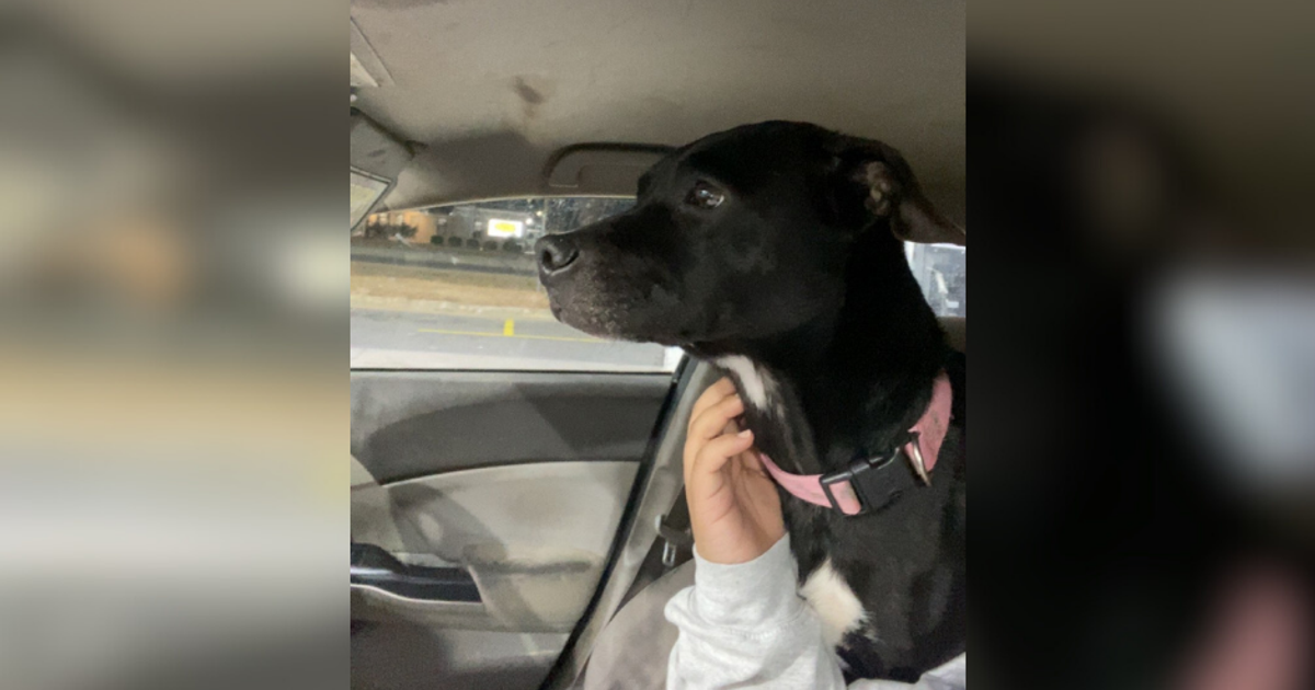 Franklin County dog who disappeared New Year's Day died in accident, sheriff's office says