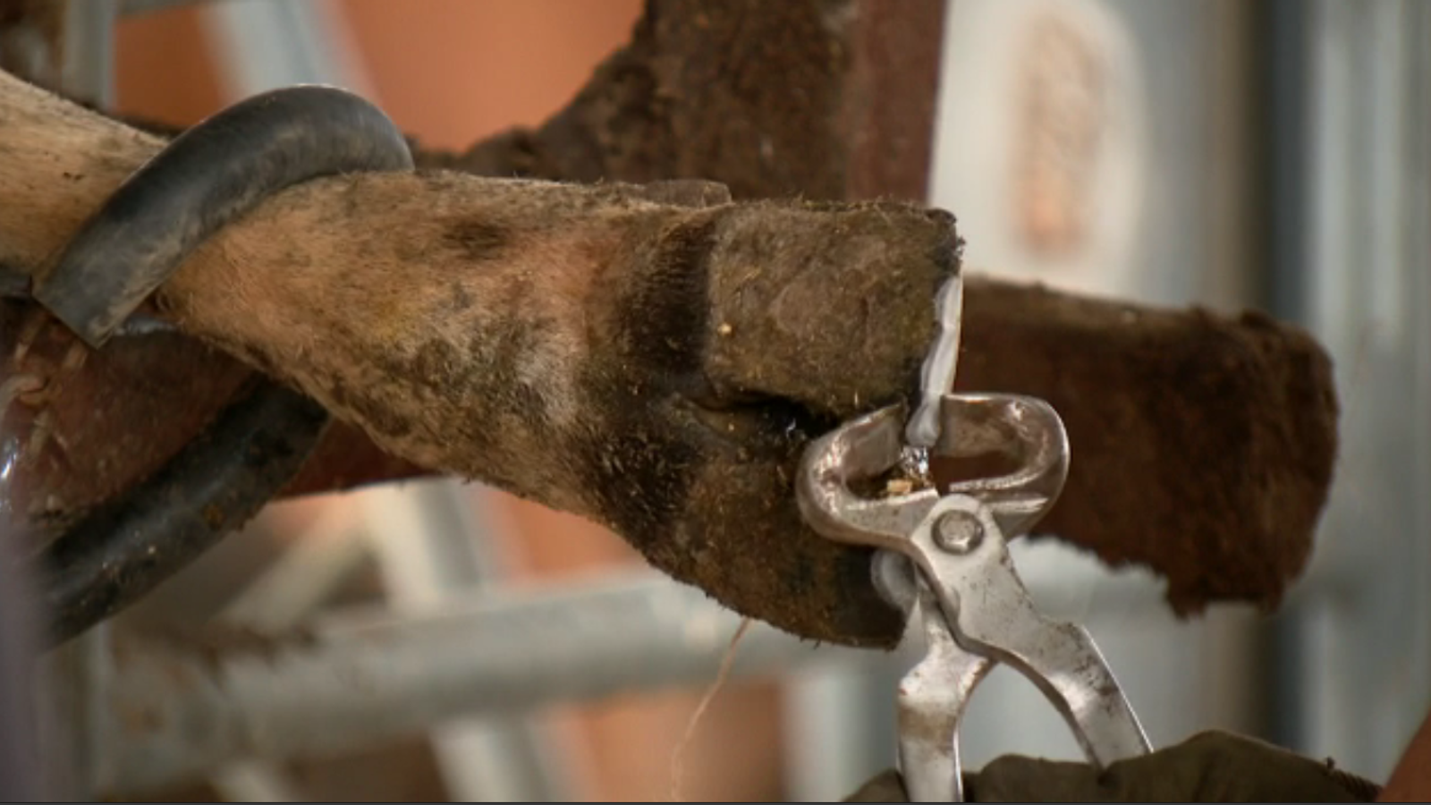 Local couple makes business trimming cow hoofs