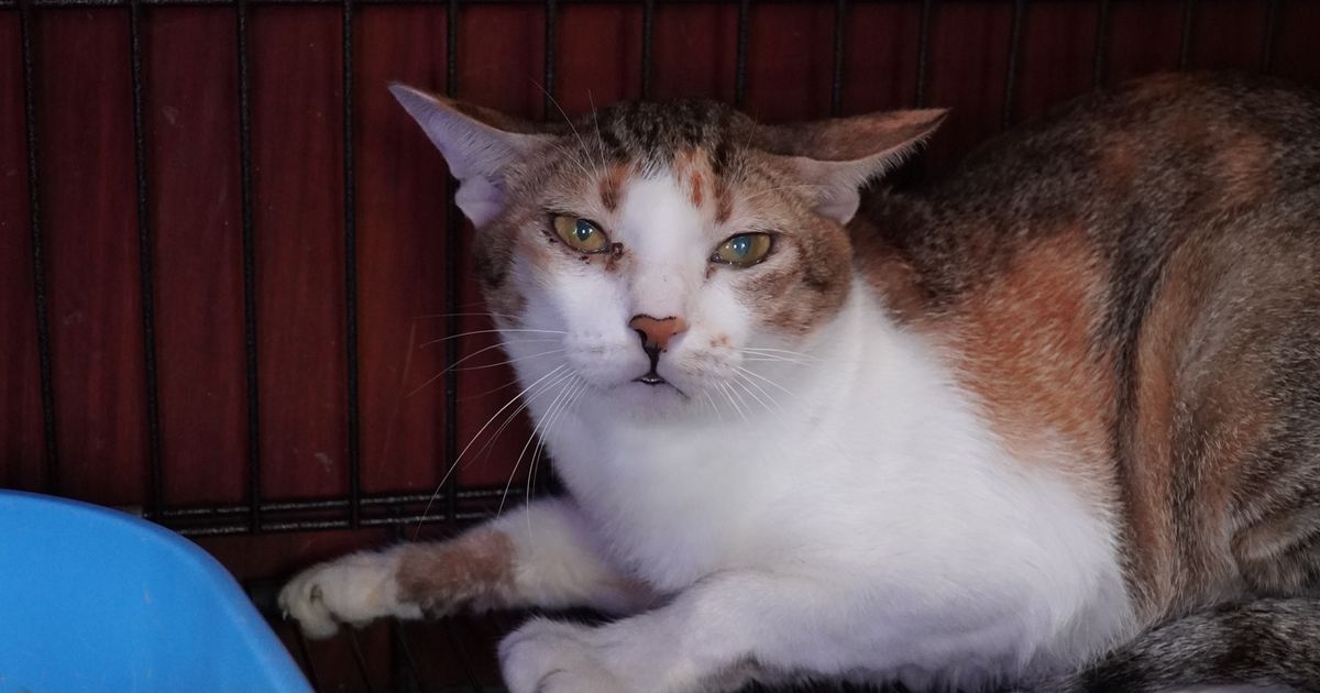 Vietnamese police arrest 12 suspected of prowling city streets at night, snatching cats for meat