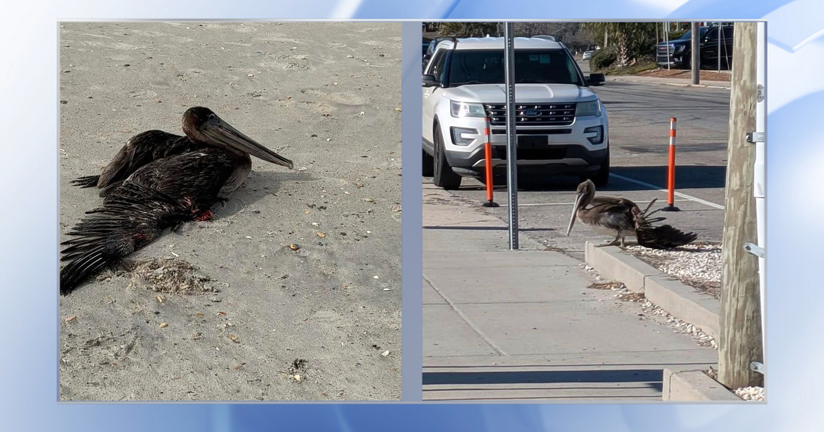Brown pelicans found with intentional injuries linked to commercial fishing, bird rescue says