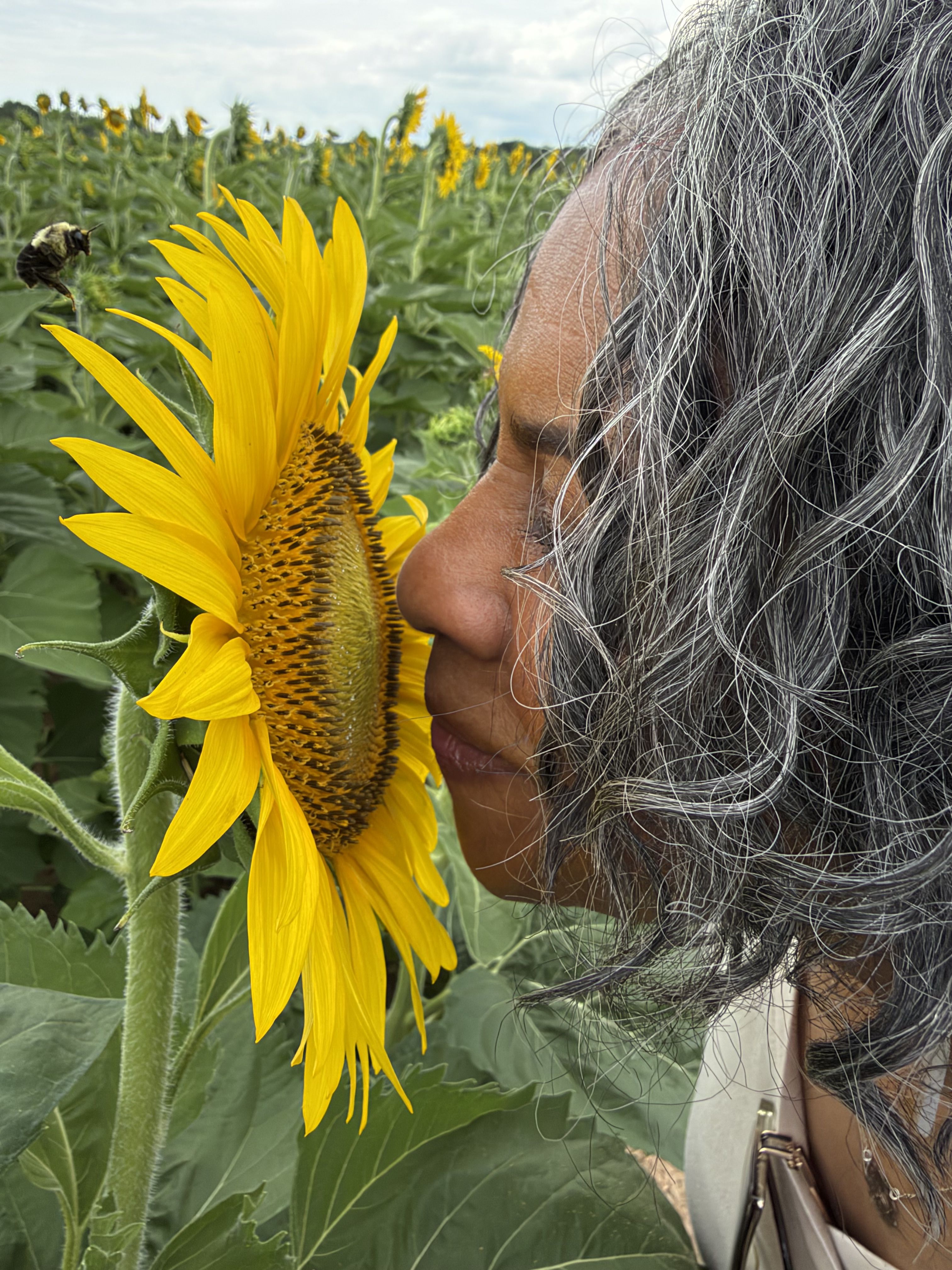 Sunflowers in bloom: It's prime time to visit Dix Park