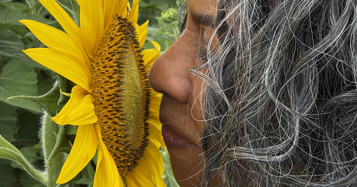 Slideshow: Sunflowers in bloom at Dix Park in Raleigh