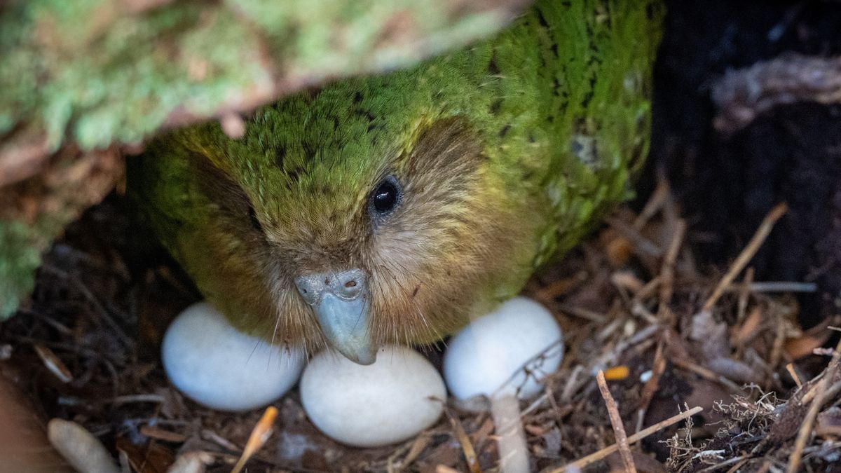 In this photo provided by the Dept. of Conservation, New Zealand, Kakapo, Kohengi sits with her three eggs, on Anchor Island, Pukenui, New Zealand, Feb. 3, 2026. (Andrew Digby/Dept. of Conservation, New Zealand via AP)