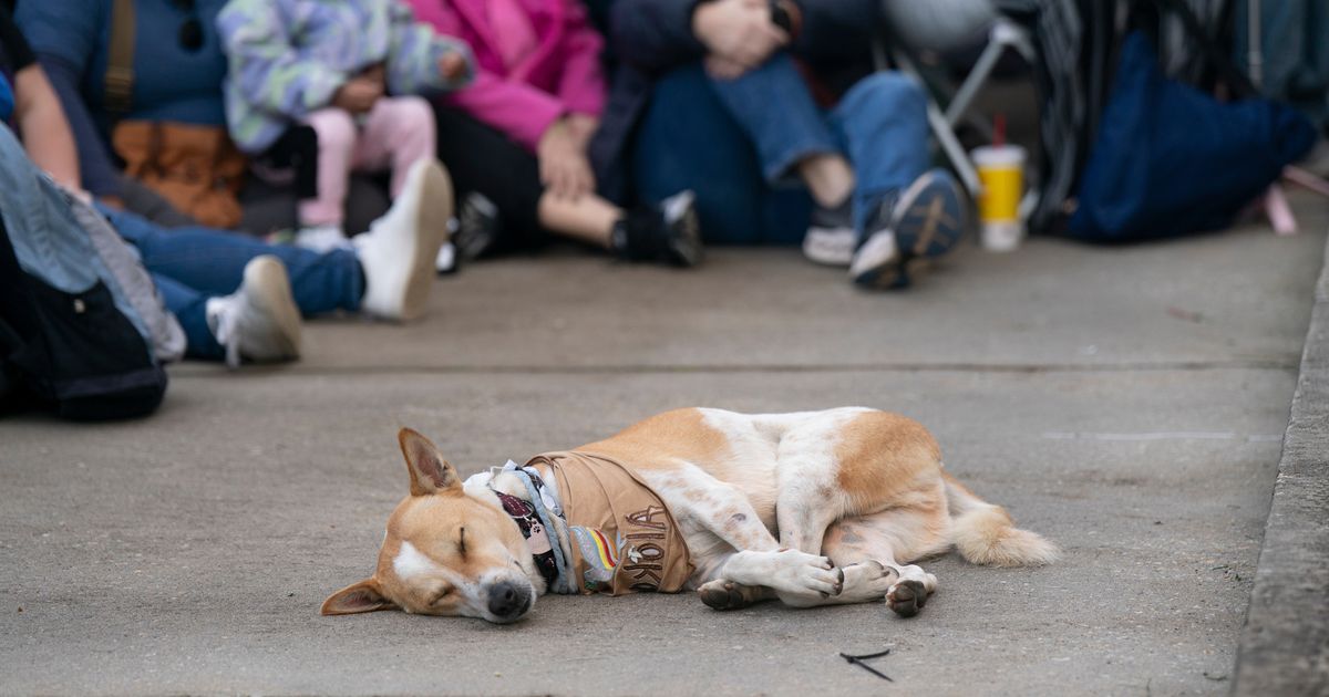 Aloka could be back with monks in matter of days after leg surgery recovery, veterinarian tells WRAL