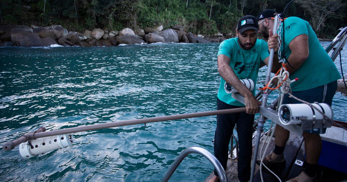 A Brazilian bay’s surprise shark nursery sparks conservation project