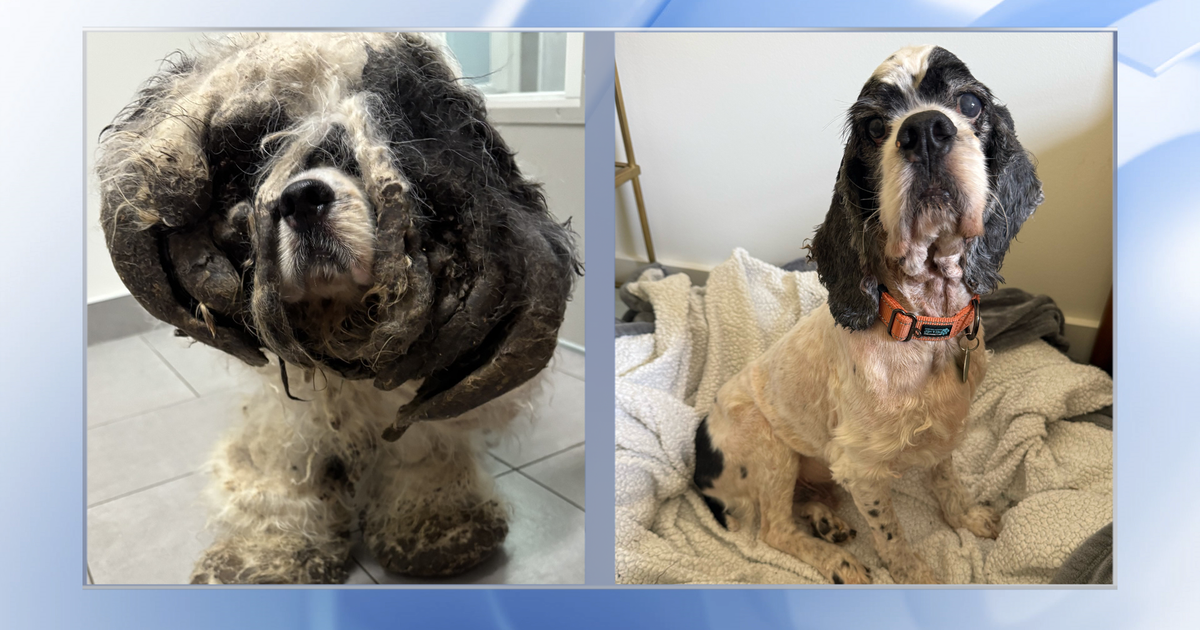 Once neglected, Mr. Pickles finds a second chance at life and love