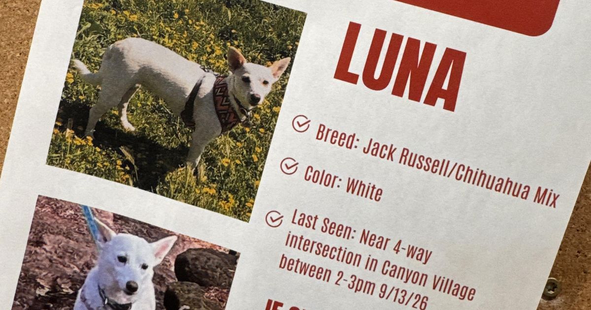 Luna, a small dog missing for over a month in Yellowstone, is reunited with her owners