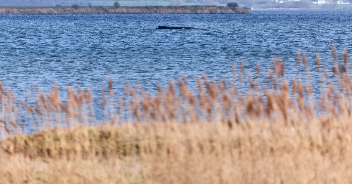 Rescuers give up hope for the humpback whale stranded in the Baltic Sea