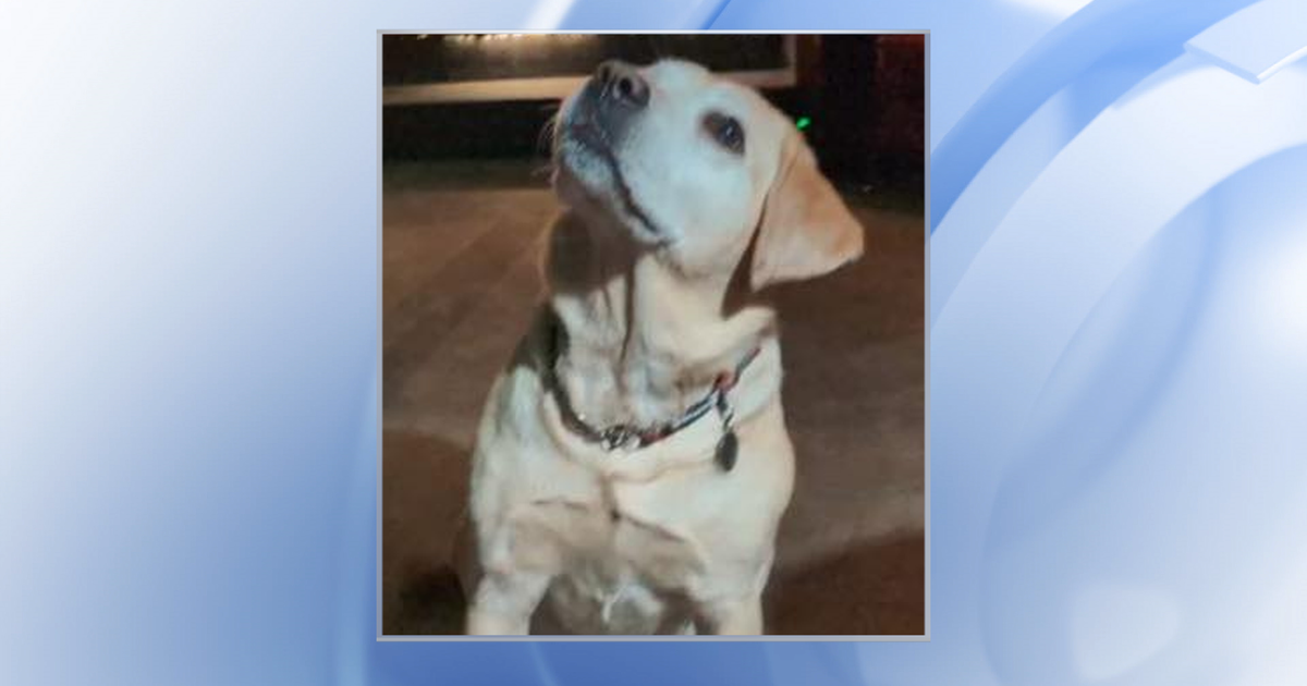 Service dog found after going missing Saturday, Carrboro police officers say