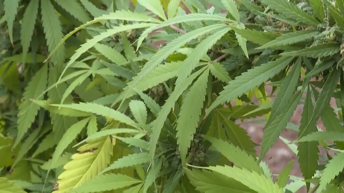 A file photo of hemp leaves.