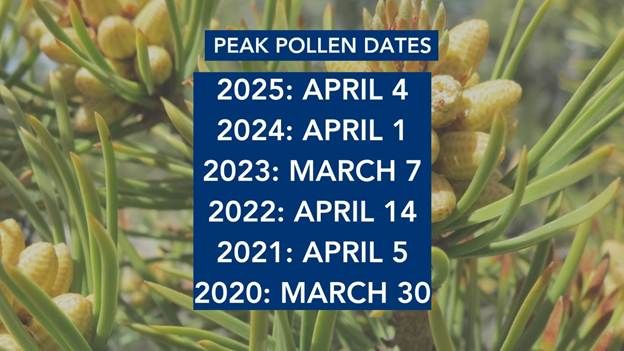 Rising spring pollen blankets the Triangle, coating cars and sidewalks ...