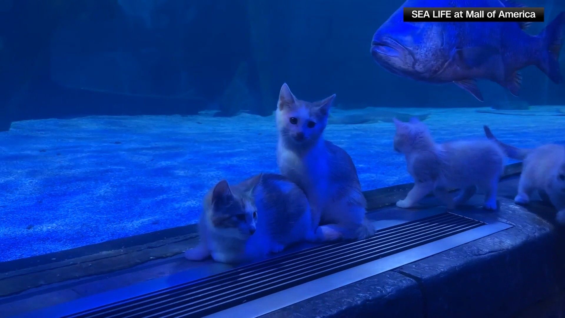KITTENS TAKE FIELD TRIP TO SEA LIFE MALL OF AMERICA