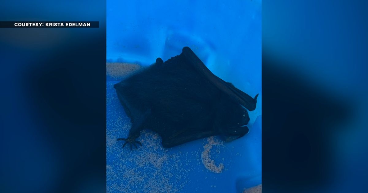 Richmond Doctor’s Viral Bat Encounter: A Critical Health Warning