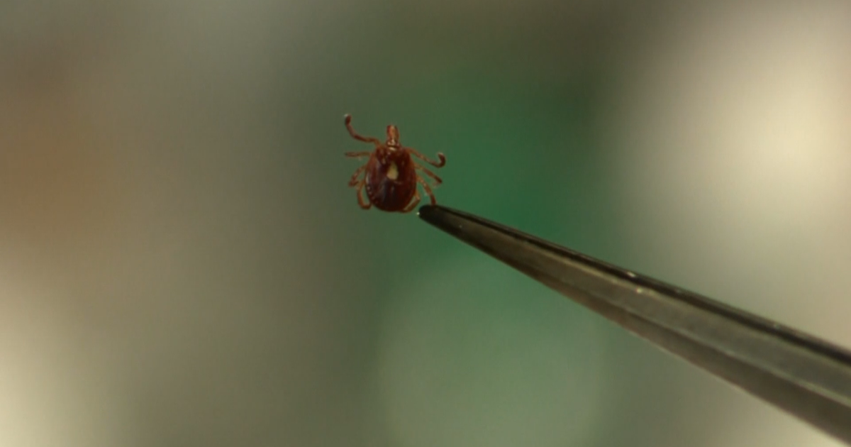 Ticks carrying Lyme disease are gaining ground in North Carolina, study finds