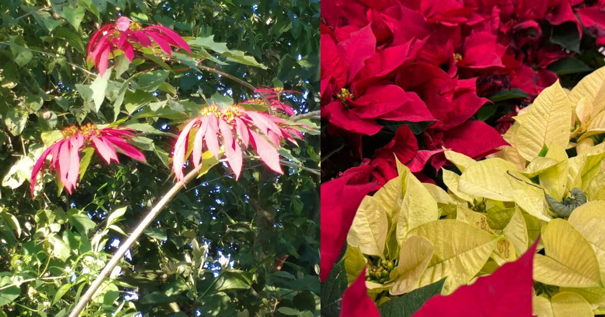 From tropical shrub to Christmas Icon, how an NC State professor found the secret to the poinsettia