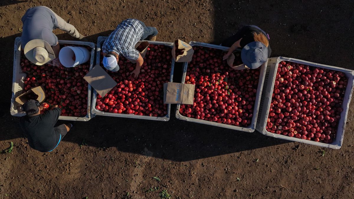 wral.com - CLAIRE RUSH — Associated Press - California farmer and food marketer spar over who can sell white nectarines