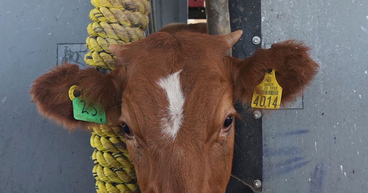US says it will begin lifting a suspension of Mexican cattle imports starting in August