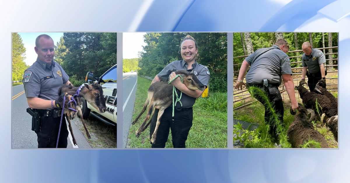 8 stray sheep up for auction Friday in Chatham County