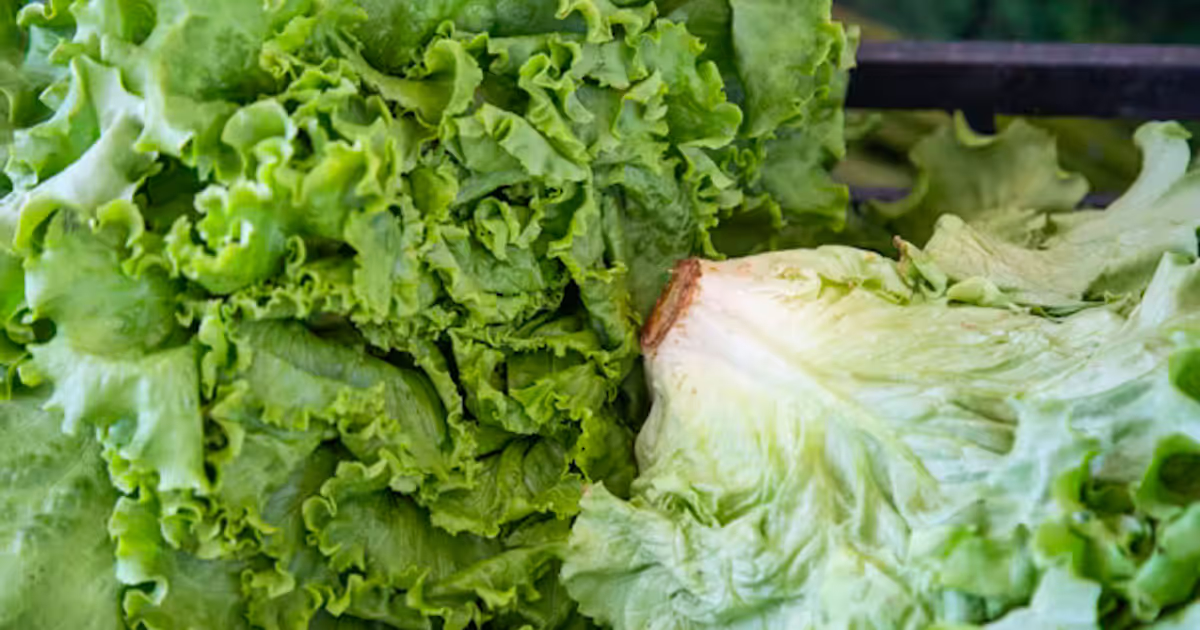 Why the FDA's Cyclospora false positive doesn't end the investigation