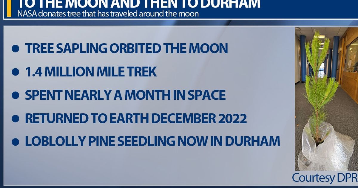 ワンピース MOON TREE PLANET moontreeplanet TOO LODY Apollo 14's Moon Trees Are a Living Legacy - The Atlantic