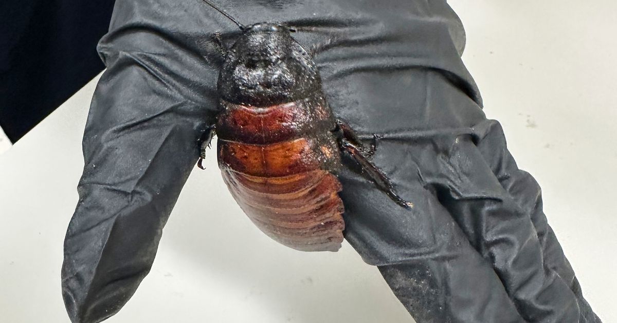 Australian cockroach kingpin caught with 100,000 illegal insects in record bug bust