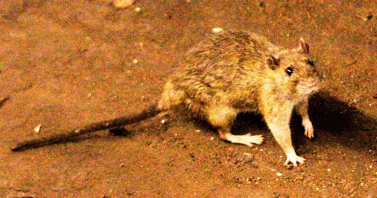 A suspected hantavirus outbreak on a cruise ship in the Atlantic Ocean kills 3 people, WHO says