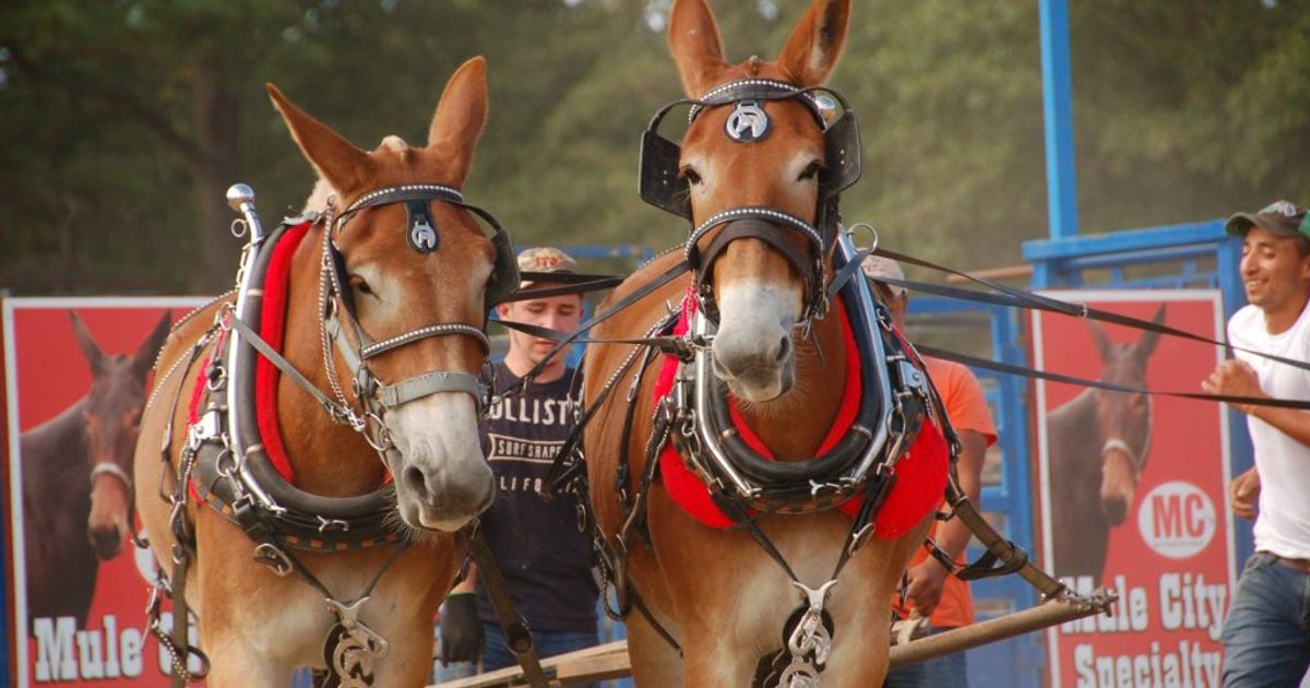 Benson's Mule Days returns for 77th year