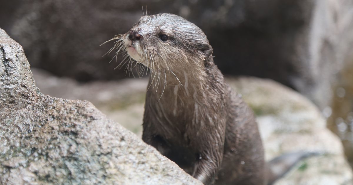 NC Aquarium at Fort Fisher mourns loss of their oldest Asian small-clawed otter