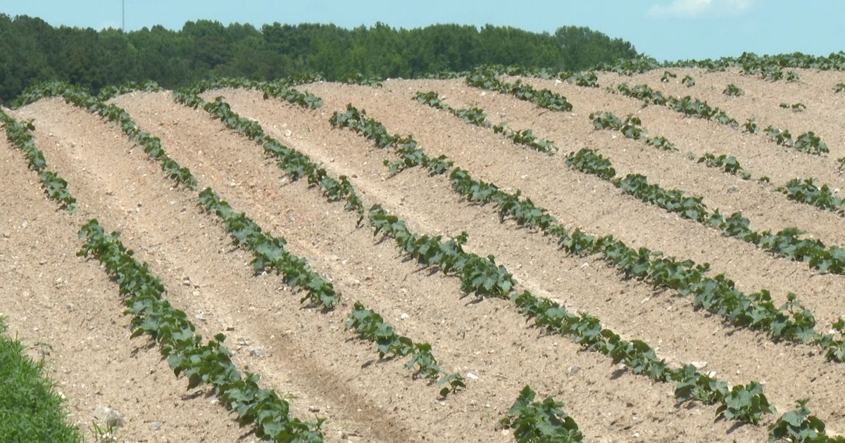 Farmers in a pickle: How the drought is affecting the short cukes growing season