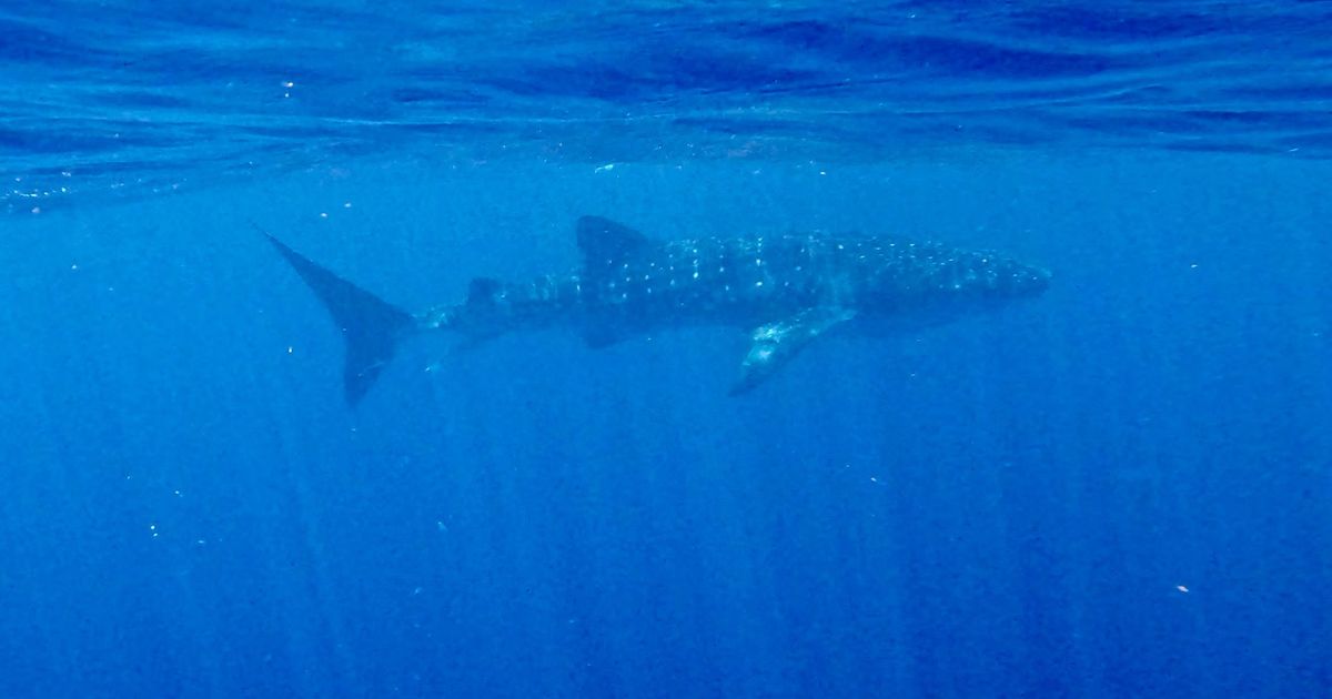 Rare whale shark sighting off North Carolina coast