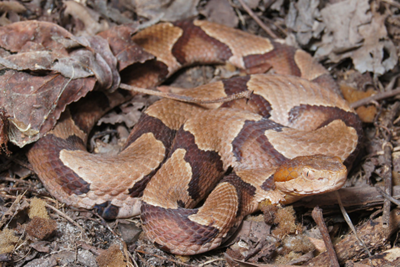 Youngsville woman bitten by copperhead while taking out trash shares warning