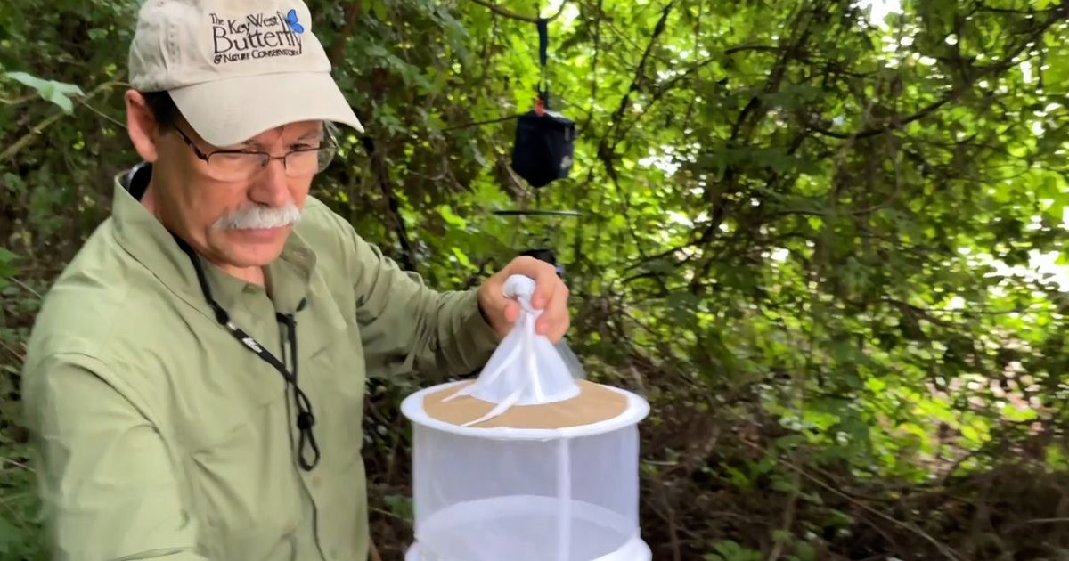 NCがどのように蚊媒介性疾患の発生を隔離しようとしているか:: WRAL.com