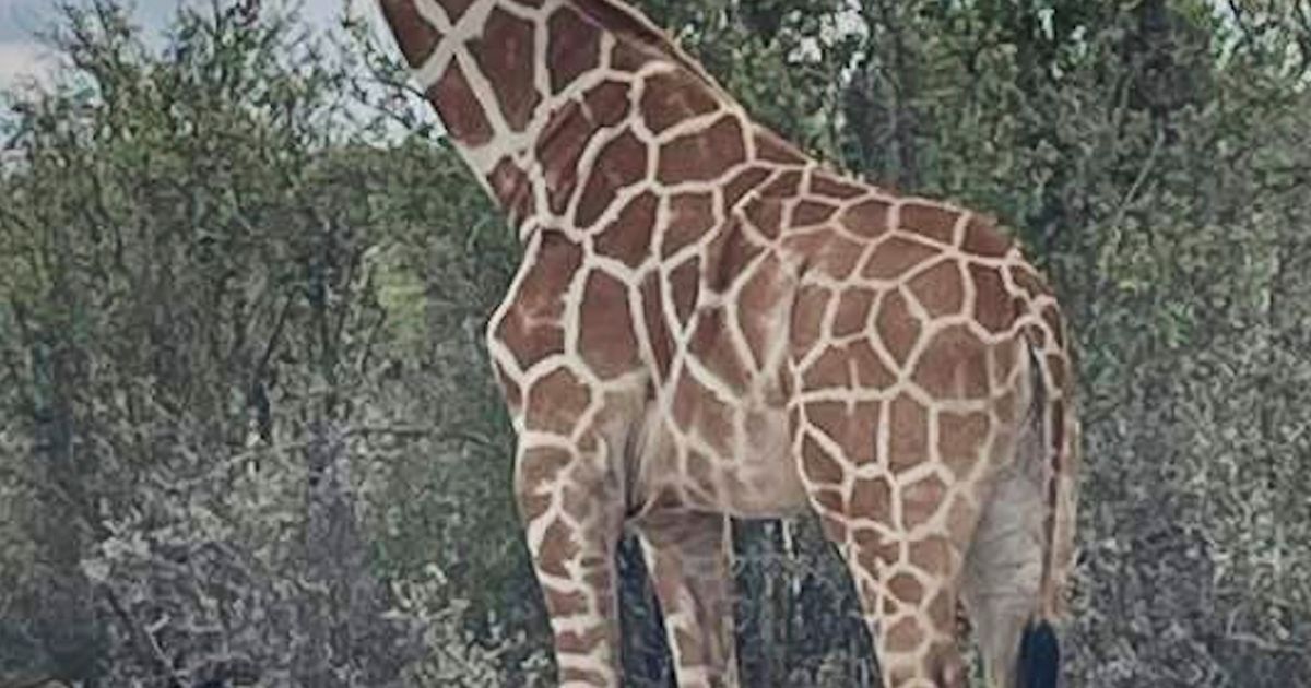 Gracie the Giraffe, who went missing after wandering off a Texas ranch, is finally found