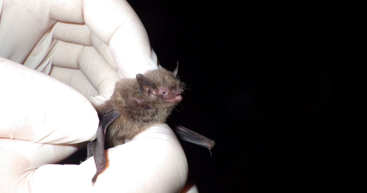 Endangered Indiana bat captured in NC for first time since 2015 - WRAL