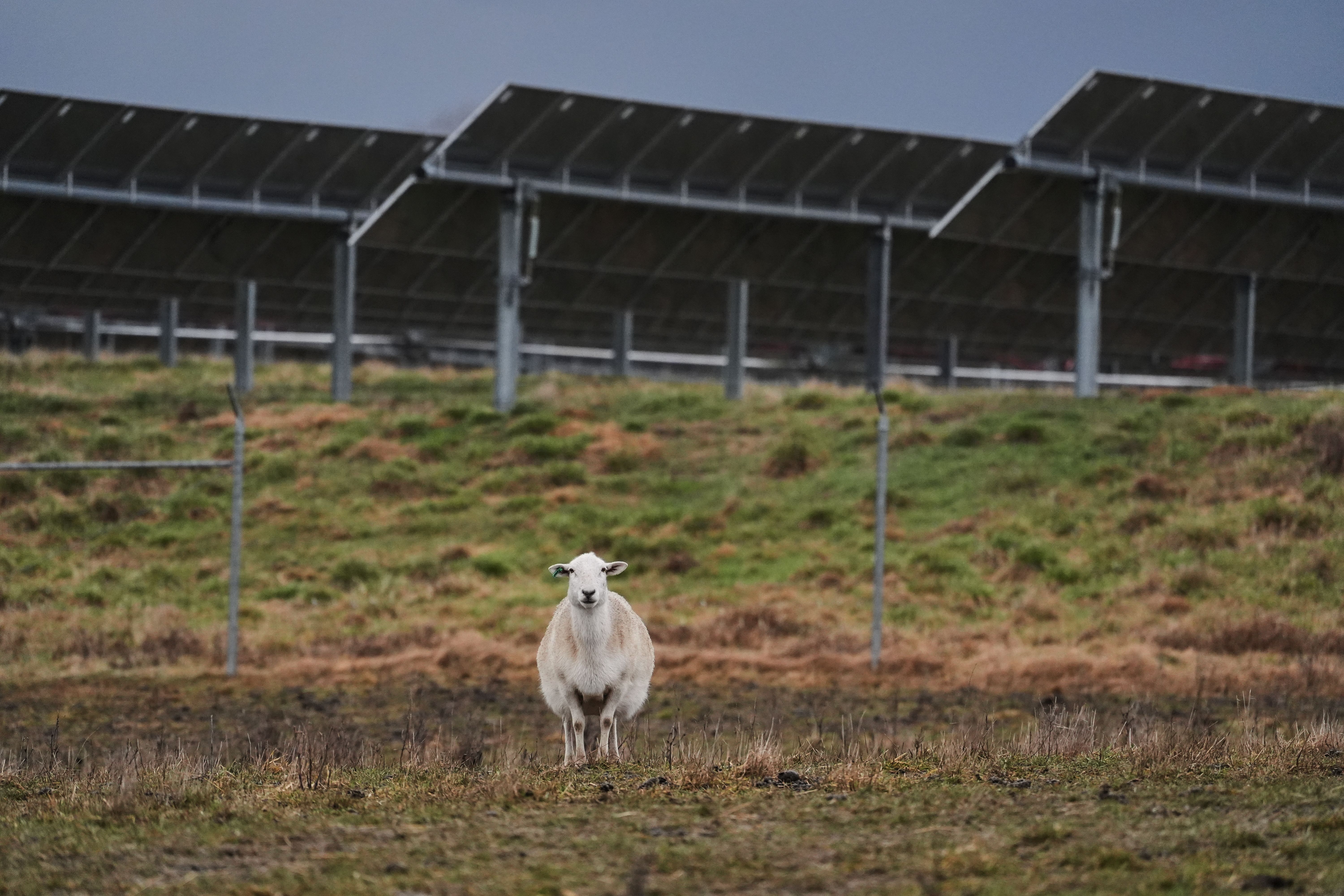 wral.com - AYURELLA HORN-MULLER of Grist and MELINA WALLING, JOSHUA A. BICKEL and M.K. WILDEMAN of The Associat - Some American farmers bet on solar. Then Trump changed the rules